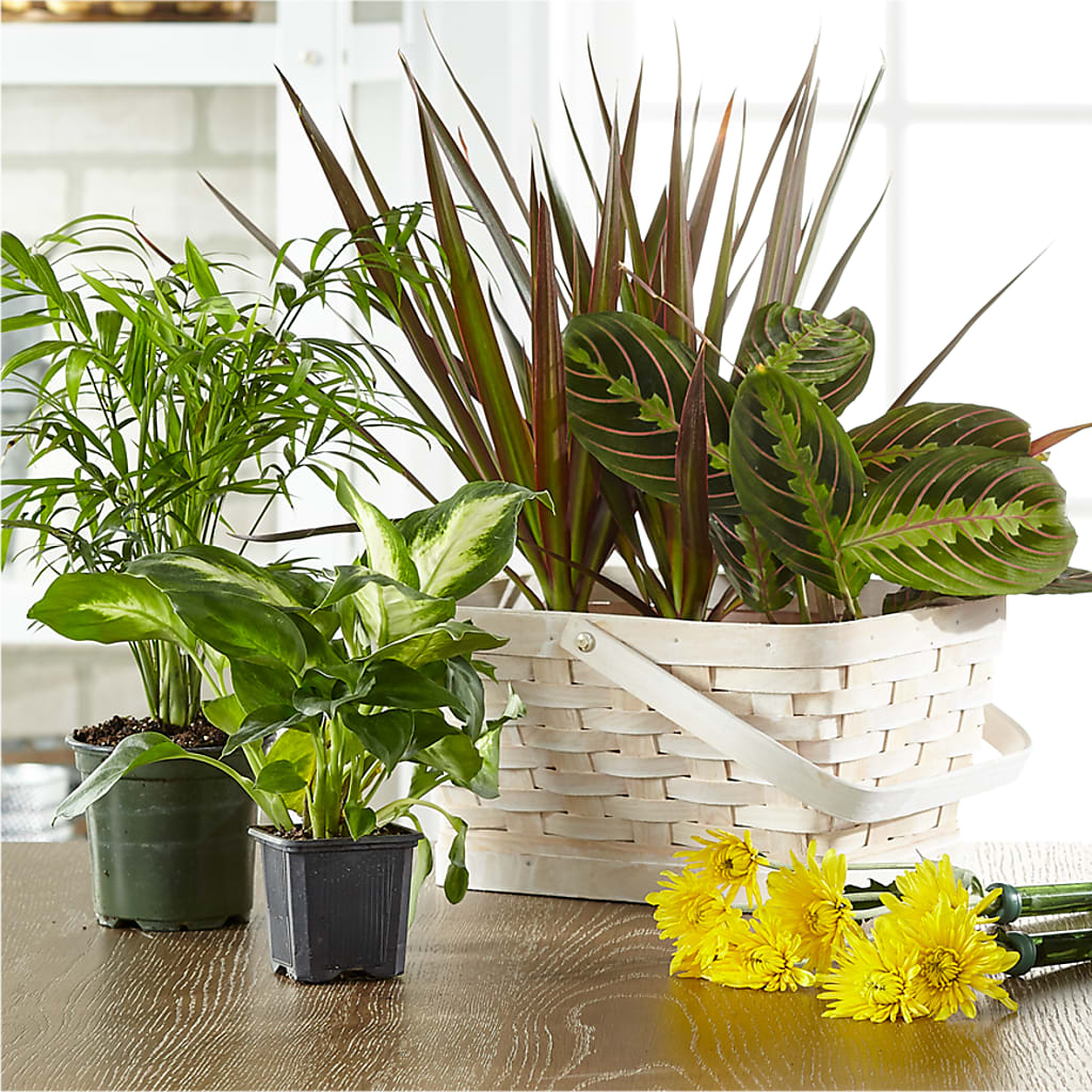Florist Designed Blooming and Green Plants in a Basket – Flowerorder.com, Tontitown AR