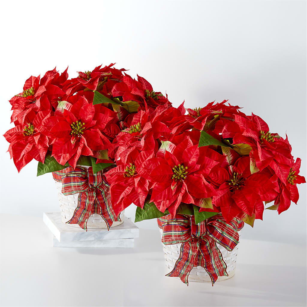 Happiest Holidays Poinsettia Bundle – Flowerorder.com, Tontitown AR