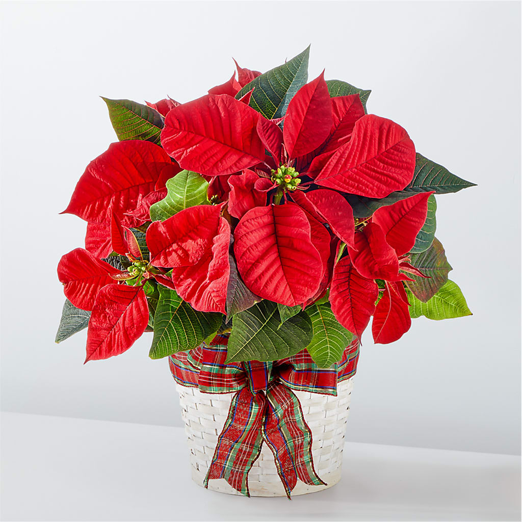 Happiest Holidays Poinsettia – Flowerorder.com, Tontitown AR