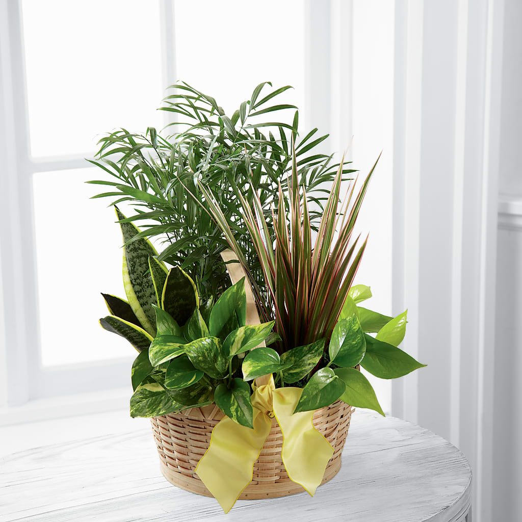 French Garden – Flowerorder.com, Tontitown AR