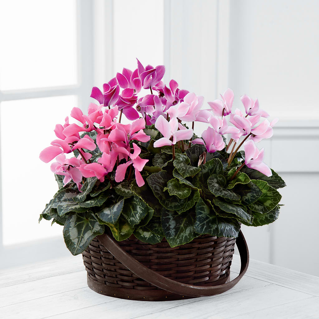 Mixed Cyclamen Planter – Flowerorder.com, Tontitown AR