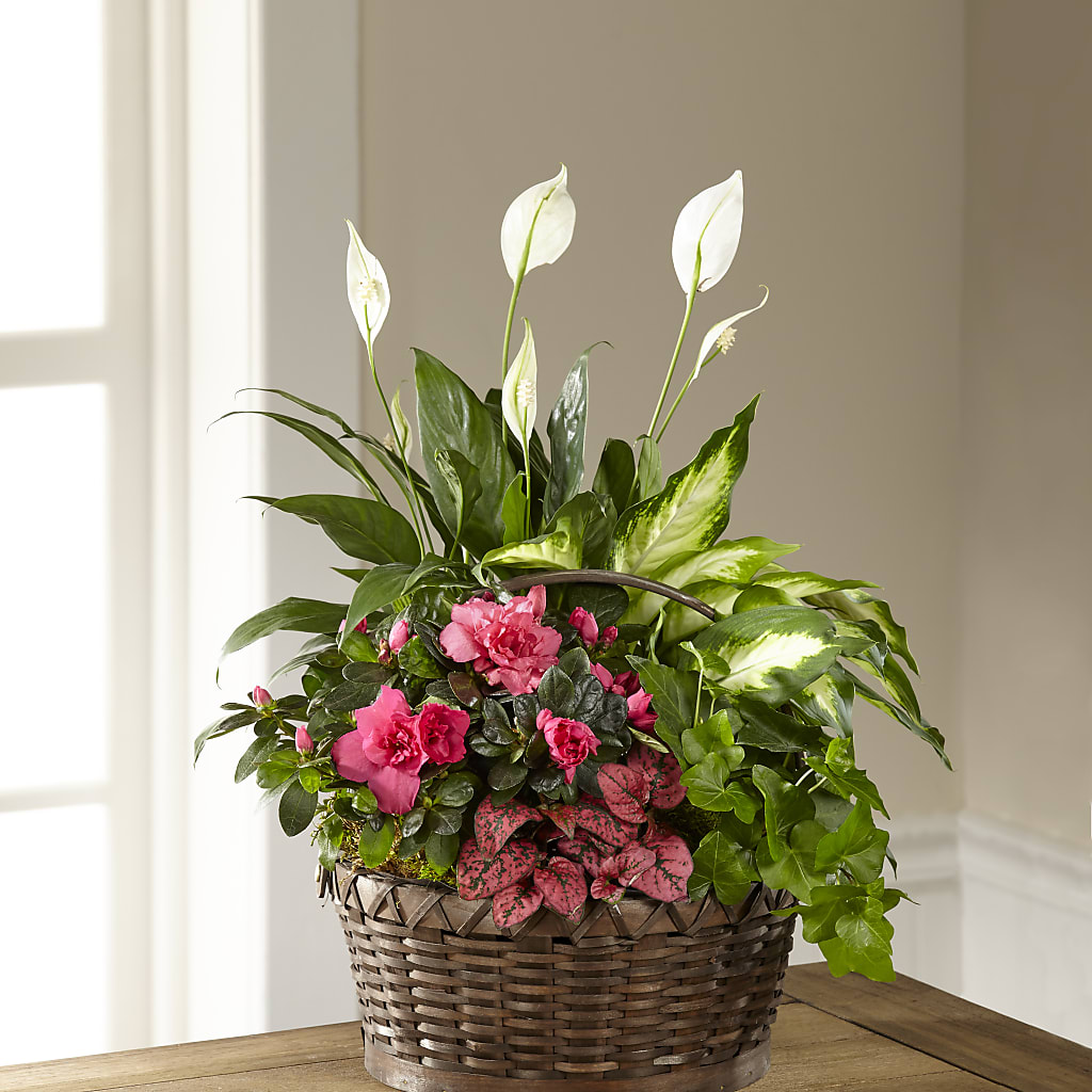 Dream in Pink Dishgarden – Flowerorder.com, Tontitown AR