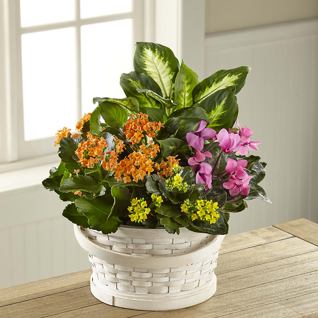 Color Crush Dishgarden – Flowerorder.com, Tontitown AR