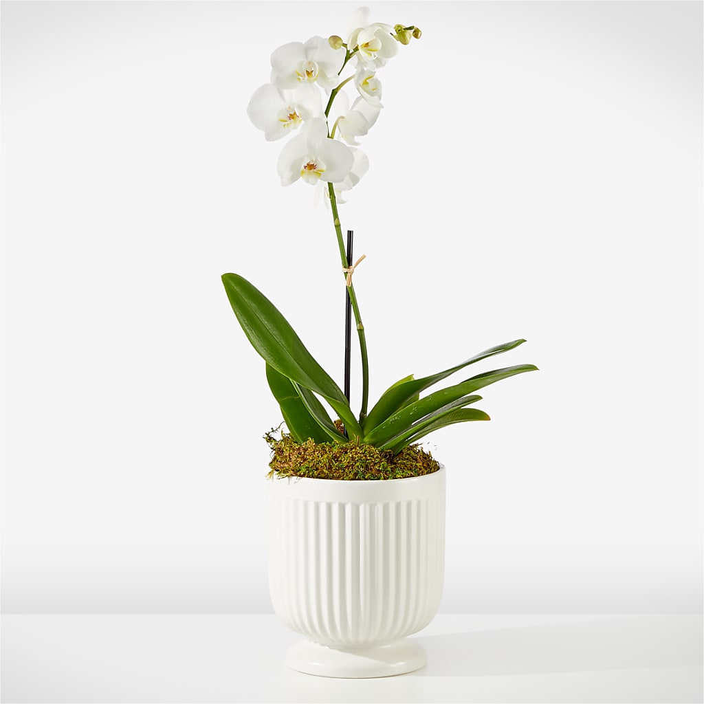 Whispering White Orchid – Flowerorder.com, Tontitown AR