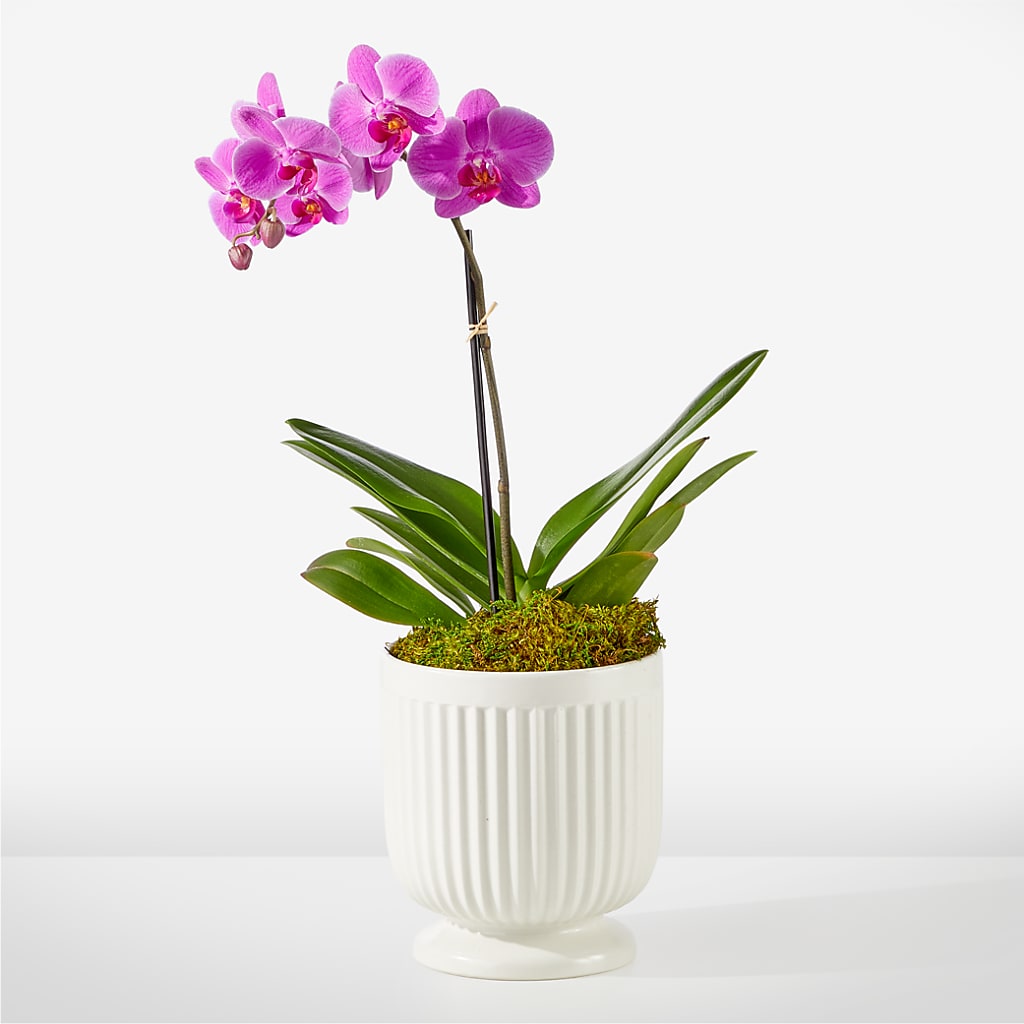 Friendly Fuchsia Orchid – Flowerorder.com, Tontitown AR
