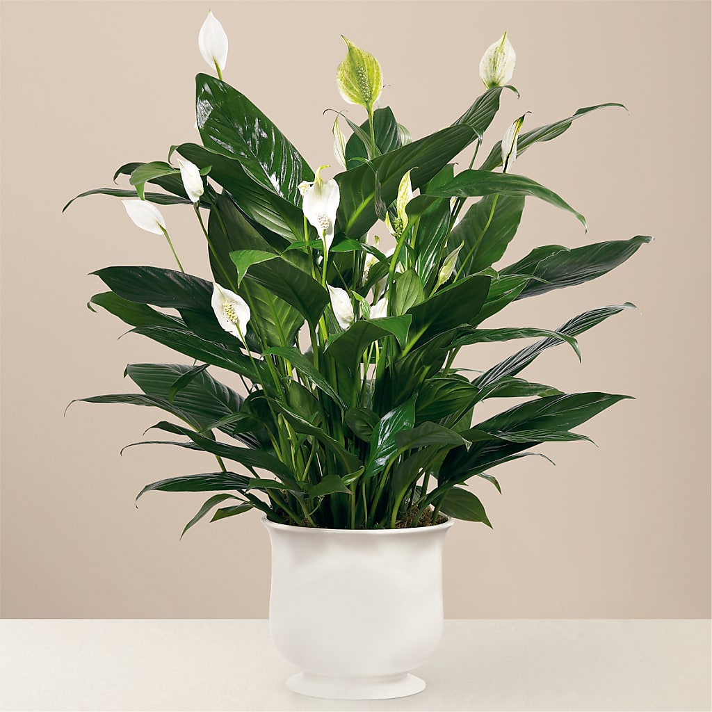 Comfort Planter – Flowerorder.com, Tontitown AR