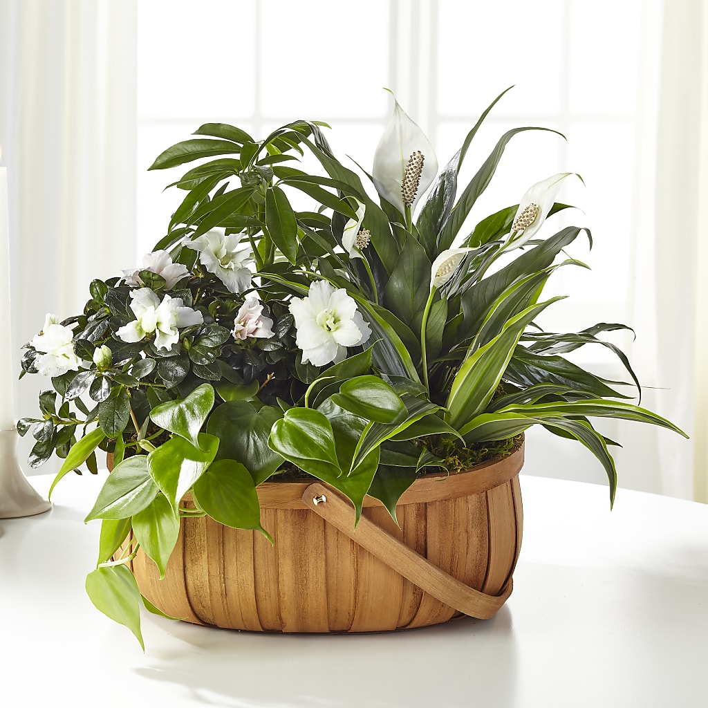 Serene Dishgarden – Flowerorder.com, Tontitown AR