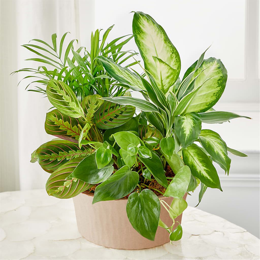 Balance & Harmony Dishgarden – Flowerorder.com, Tontitown AR