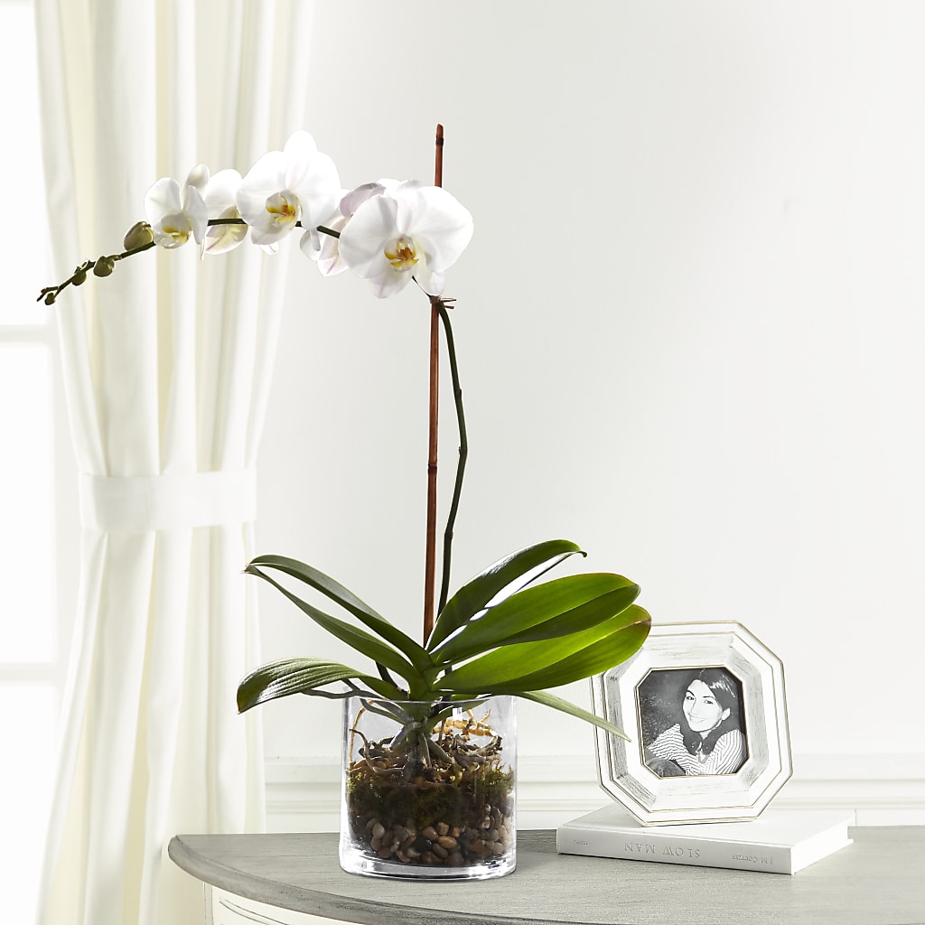 White Orchid Planter – Flowerorder.com, Tontitown AR