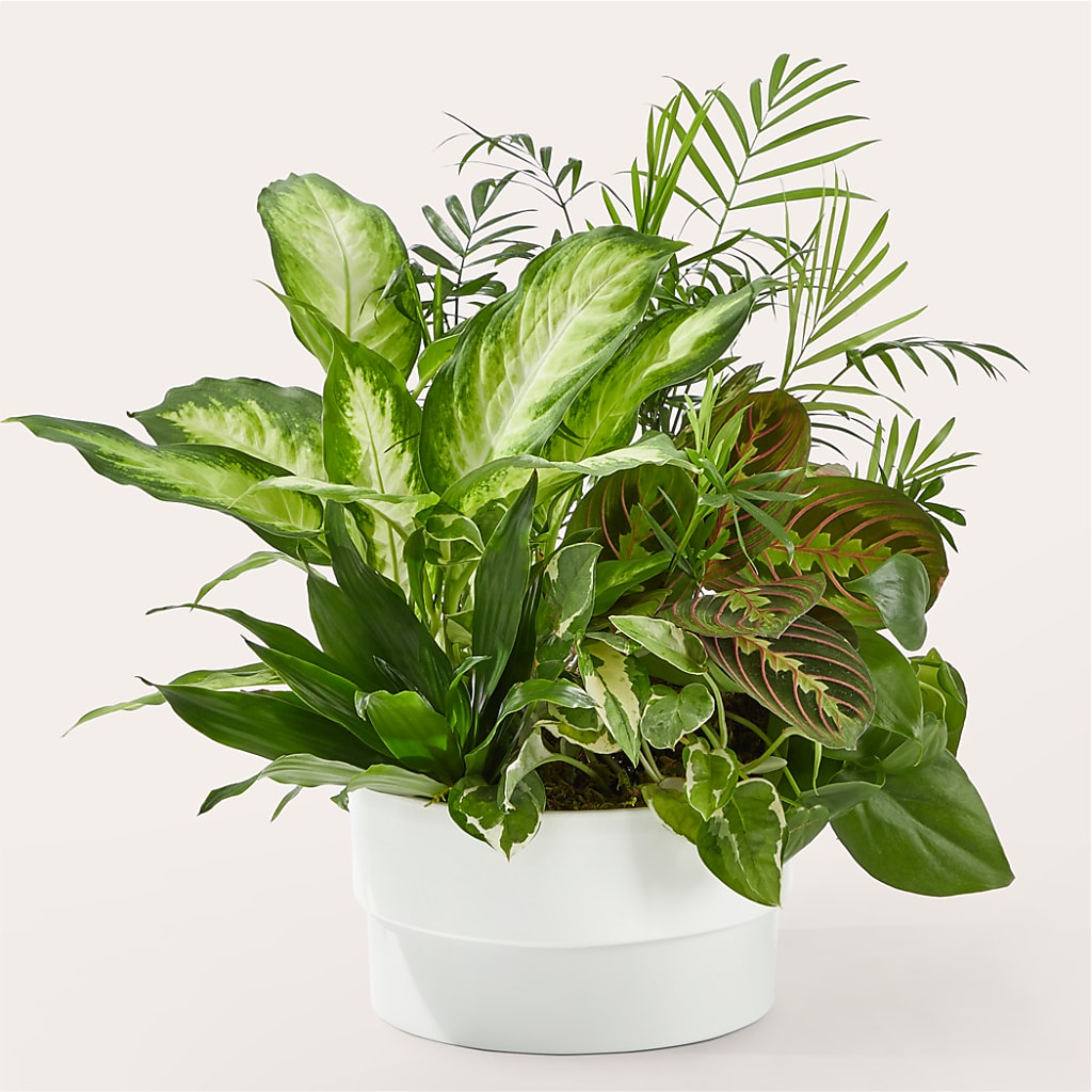 Radiating Positivity Dishgarden – Flowerorder.com, Tontitown AR
