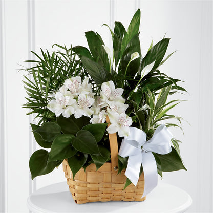 Peace & Serenity Dishgarden –  Flowerorder.com, Tontitown AR