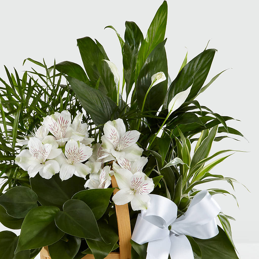 Peace & Serenity Dishgarden –  Flowerorder.com, Tontitown AR