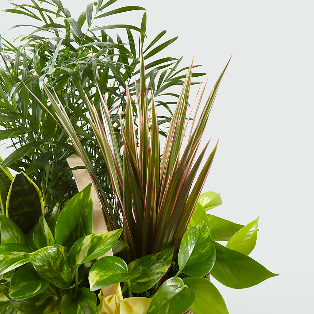 French Garden –  Flowerorder.com, Tontitown AR
