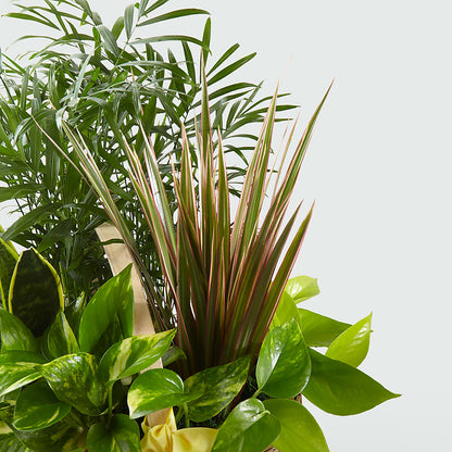 French Garden –  Flowerorder.com, Tontitown AR