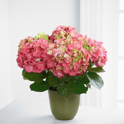 Pink Hydrangea Planter –  Flowerorder.com, Tontitown AR