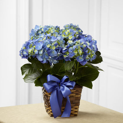 Blue Hydrangea Planter –  Flowerorder.com, Tontitown AR