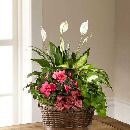 Dream in Pink Dishgarden –  Flowerorder.com, Tontitown AR