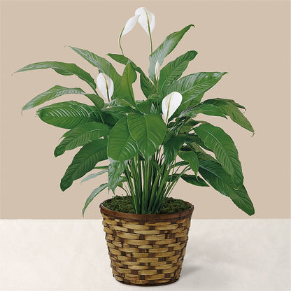 Tranquil Moments Peace Lily Plant –  Flowerorder.com, Tontitown AR