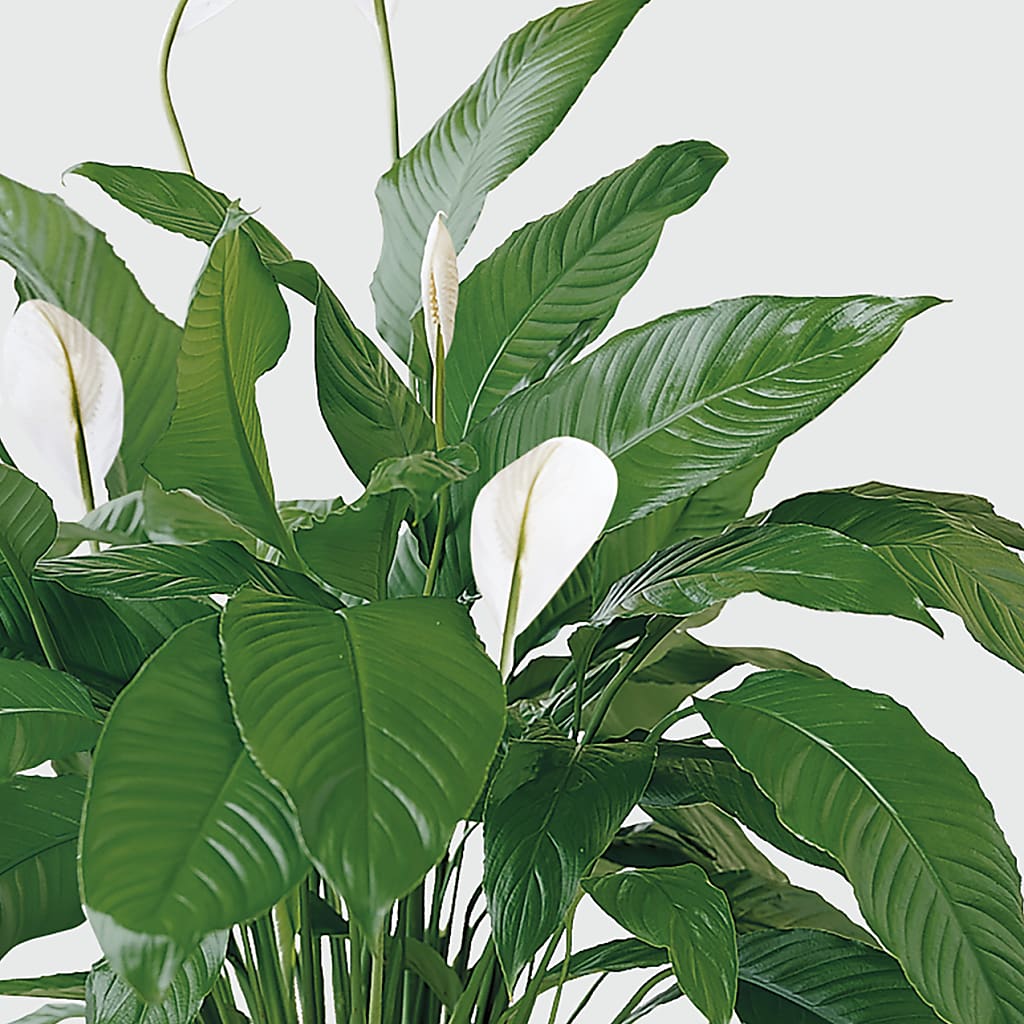 Tranquil Moments Peace Lily Plant –  Flowerorder.com, Tontitown AR