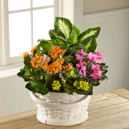 Color Crush Dishgarden –  Flowerorder.com, Tontitown AR