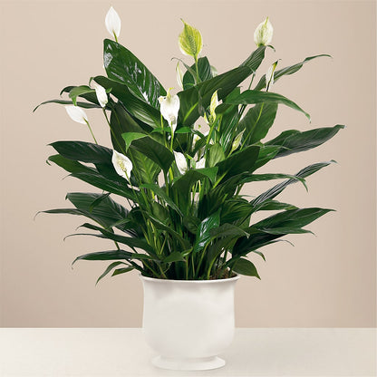Comfort Planter –  Flowerorder.com, Tontitown AR