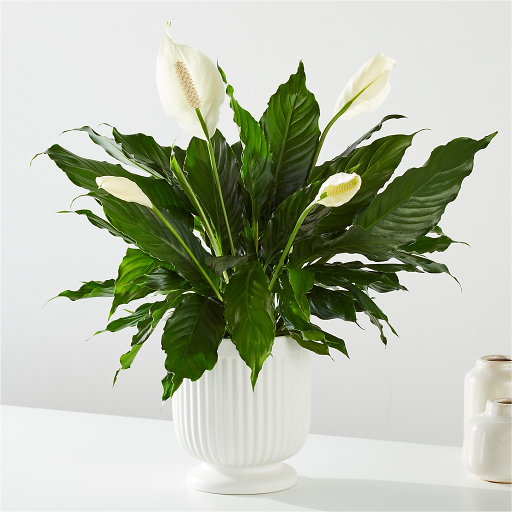 Comfort Planter –  Flowerorder.com, Tontitown AR