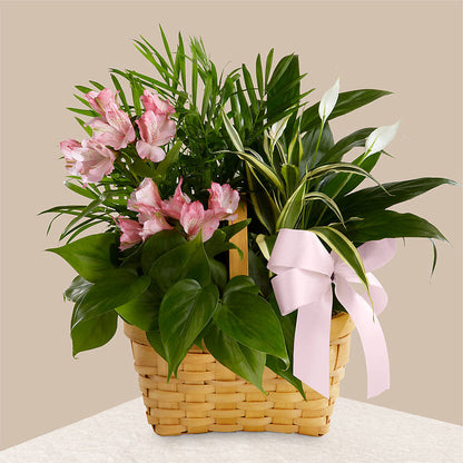 Living Spirit Dishgarden –  Flowerorder.com, Tontitown AR