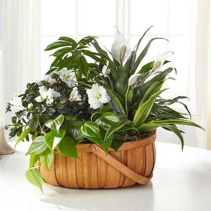 Serene Dishgarden –  Flowerorder.com, Tontitown AR