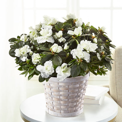 White Azalea Plant –  Flowerorder.com, Tontitown AR