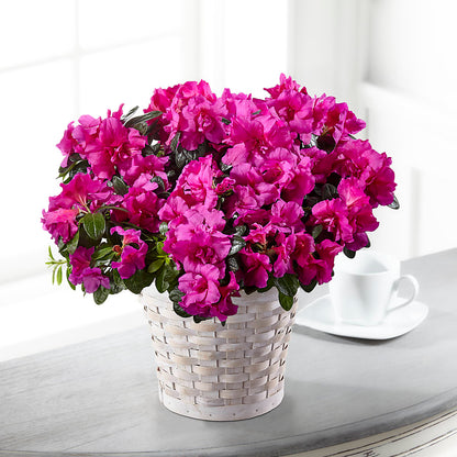 Hope & Serenity Azalea Plant –  Flowerorder.com, Tontitown AR