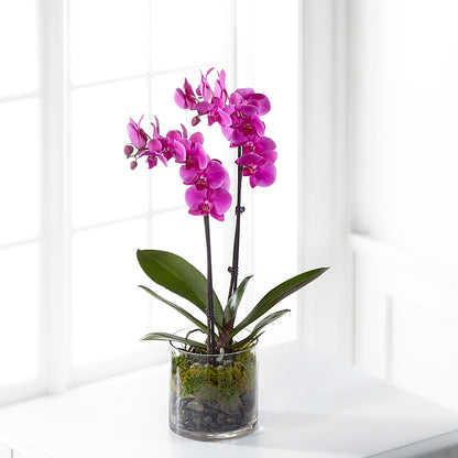 Pink Orchid Plant –  Flowerorder.com, Tontitown AR