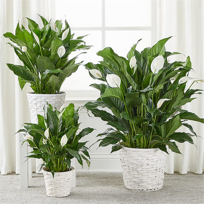 A New Leaf Peace Lily –  Flowerorder.com, Tontitown AR
