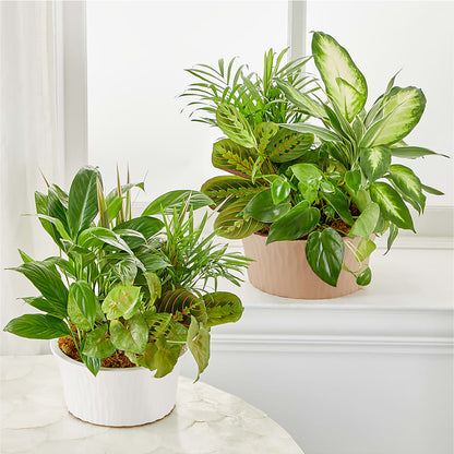 Balance & Harmony Dishgarden –  Flowerorder.com, Tontitown AR