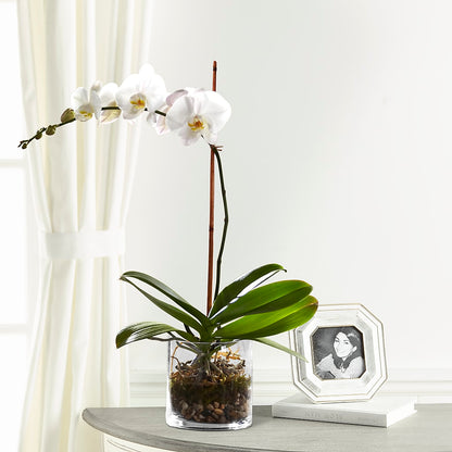 White Orchid Planter –  Flowerorder.com, Tontitown AR