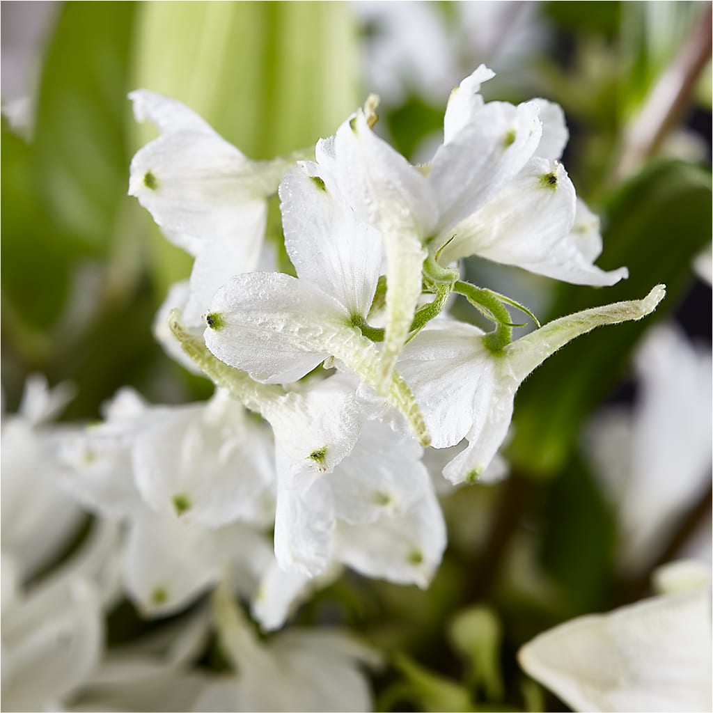 Classic Ivory – A Florist Original –  Flowerorder.com, Tontitown AR